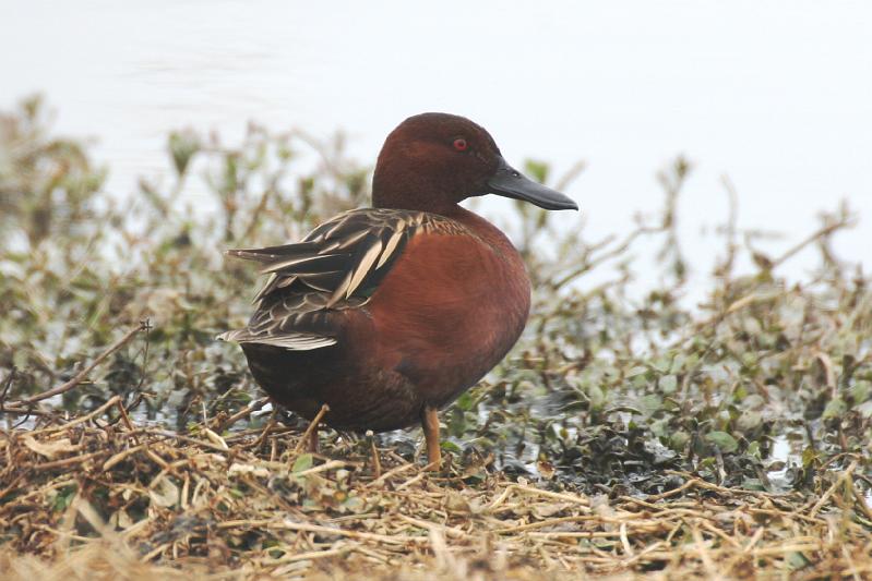 Cinnamon Teal 011709 043.jpg